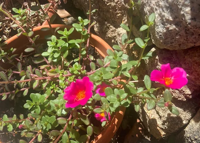 Апартаменты Belvedere *